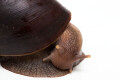 Lissachatina fulica b adult, 13cm